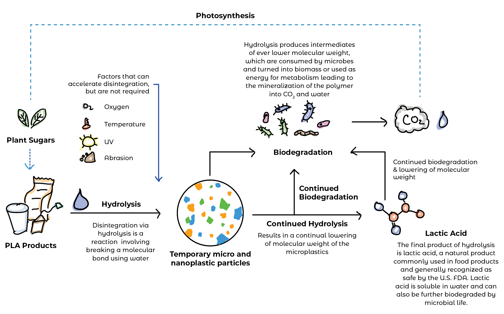Photosynthesis_png Photosynthesis_png